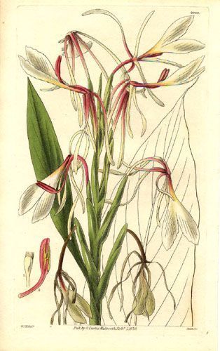 Hedrychum - Hedychium spicatum - галган колосистый